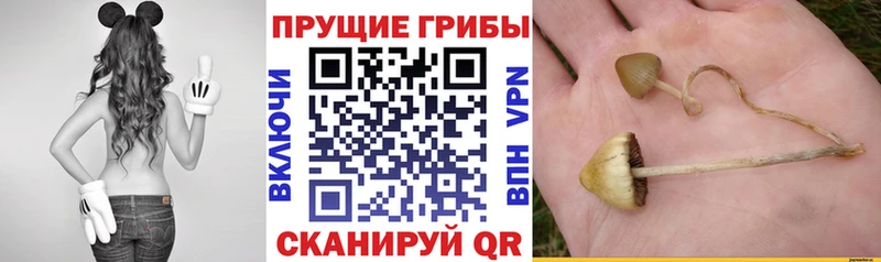 Псилоцибиновые грибы Magic Shrooms  купить наркотики цена  MEGA ONION  Пенза 